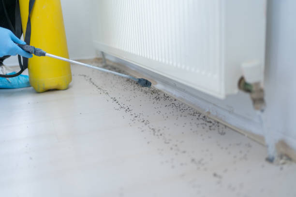 Best Affordable Pest Control Services  in New Roads, LA