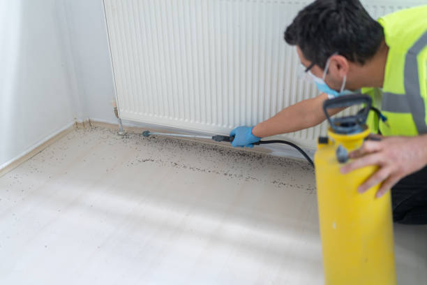 Best Local Pest Control Services  in New Roads, LA