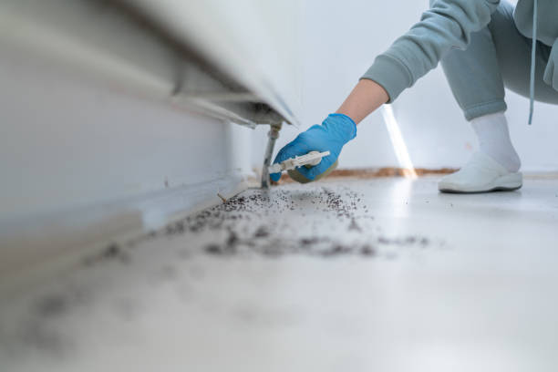 Best Wasp Removal Services  in New Roads, LA